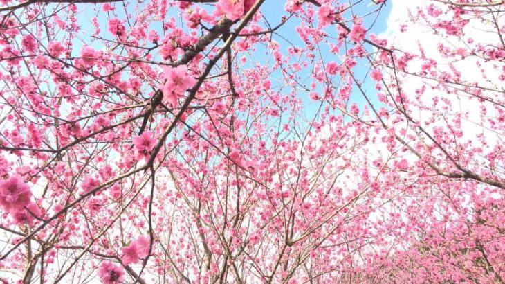 浜松市天竜区「花桃の里」のお祭り、500本の花桃が咲く「花桃まつり」