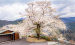 天空の山桜！浜松市天竜区水窪町の「大野の一本桜」