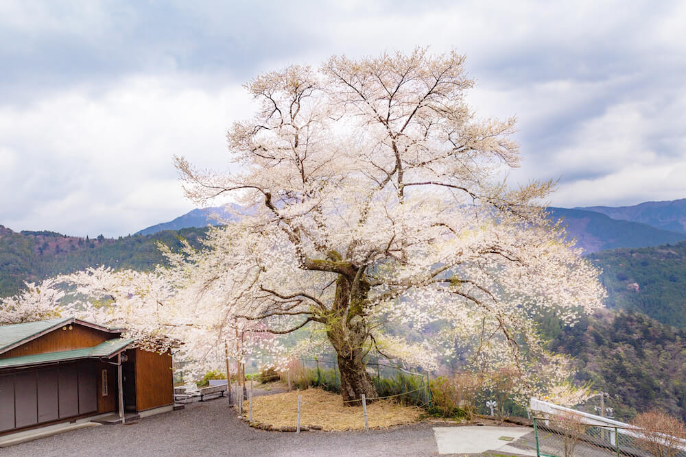 大野の一本桜の画像