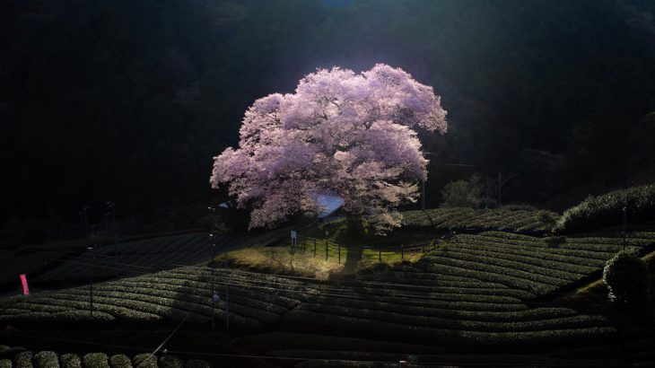 静岡ならではの絶景！茶畑と一本桜のコラボレーション「牛代の水目桜」
