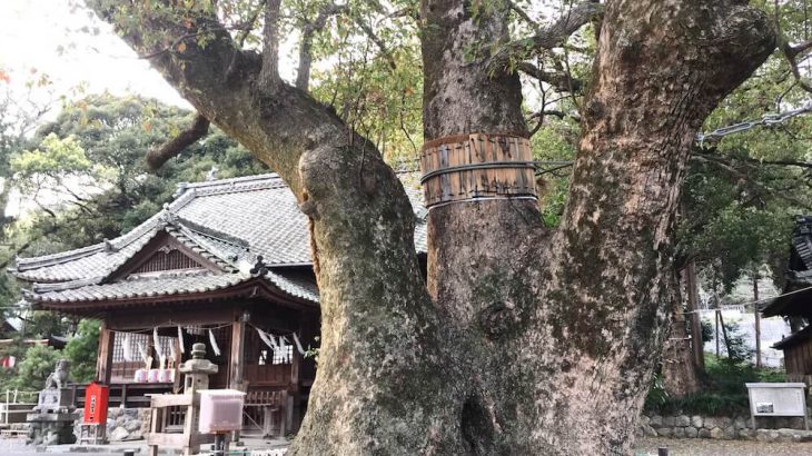 集え巨木・銘木好き！浜松のパワースポット「細江神社」