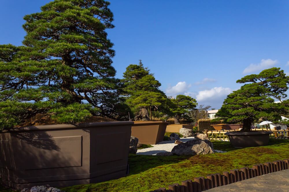 浜松フラワーパーク「大物盆栽展」の画像