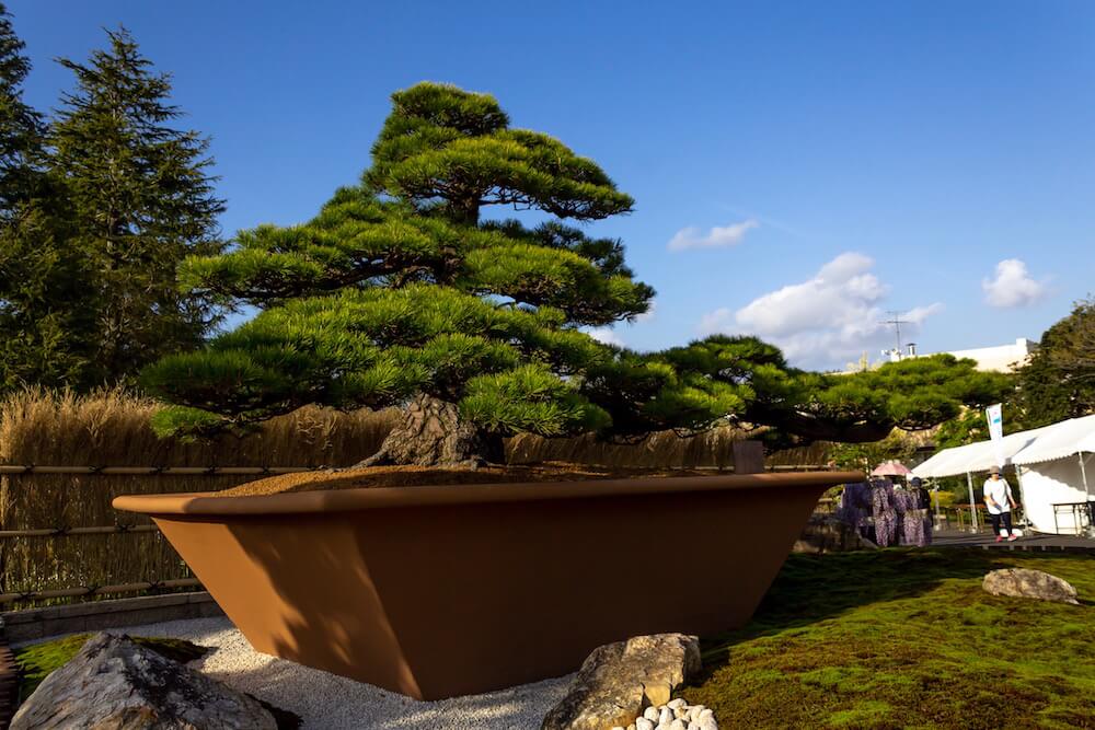 浜松フラワーパーク「大物盆栽展」の画像