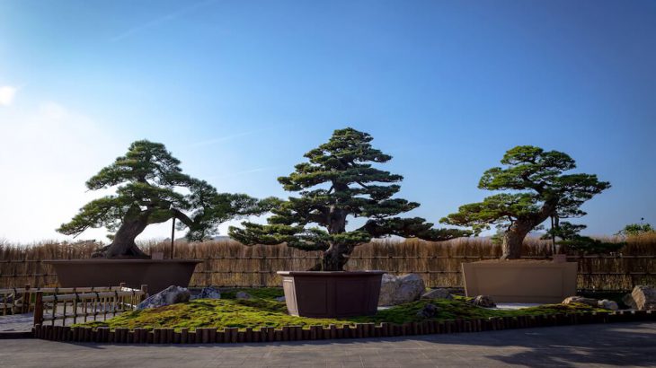 2億円相当の大盆栽などが揃う「大物盆栽展」。浜松フラワーパークで開催