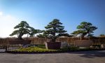 2億円相当の大盆栽などが揃う「大物盆栽展」。浜松フラワーパークで開催