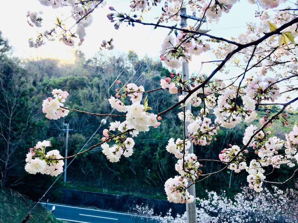 乎那の峯の三ヶ日桜の画像
